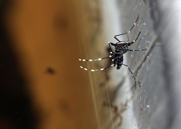 Aedes albopictus, le moustique tigre. / Ph. Kari Salomon via Flickr - CC BY SA 2.0