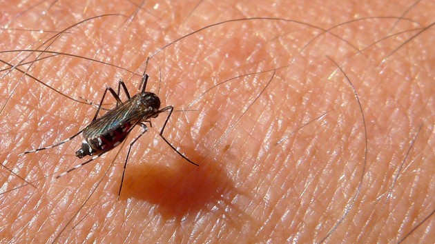 Aedes albopictus / Ph. John Tann via Flickr - CC BY 2.0
