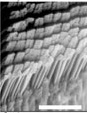 Structure microscopique du système des geckos