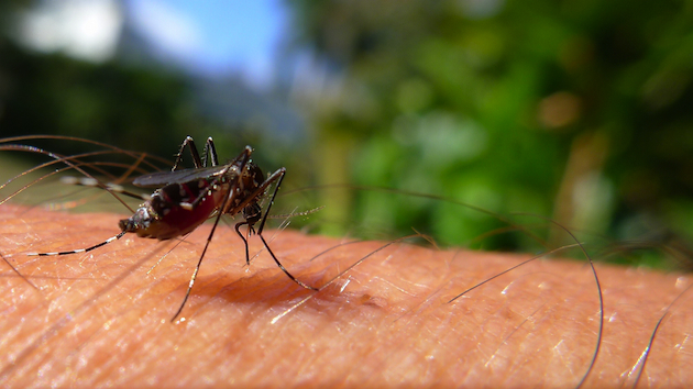 Un moustique tigre, Aedes albopictus, capable de transmettre la dengue. / Ph. John Tann via Flickr - CC BY 2.0