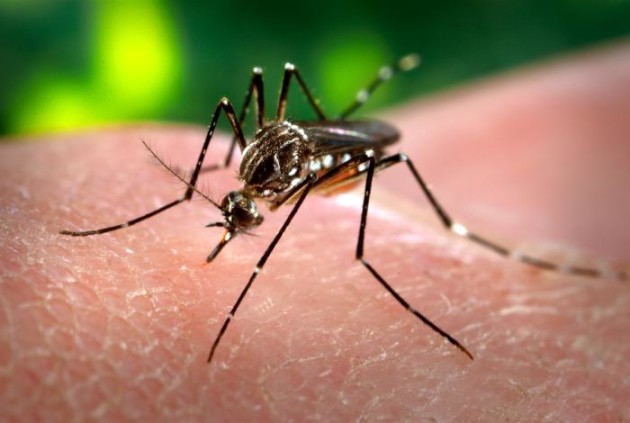 Moustique-tigre de l'espèce Aedes Aegypti, vecteur de la dengue (Ph. James Gathany via Wikicommons)