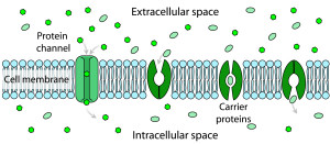 Les deux types de canaux à ions et molécules présents dans la membrane cellulaire biologique (Ph. LadyofHats via Wikicommons)