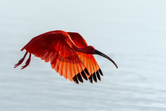 C'est à leurs ailes et à leur bec que les oiseaux doivent leur succès évolutif. Ici, un ibis écarlate au Vénézuela / Ph. Ferjflores via Flickr - CC BY SA 2.0