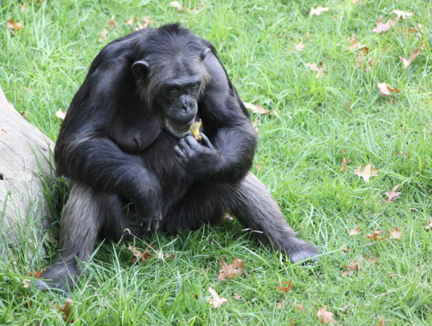 Chez les chimpanzés, nul besoin de maîtriser le feu pour être un cordon bleu (Ph. Derek Keats via Flickr CC BY 2.0)