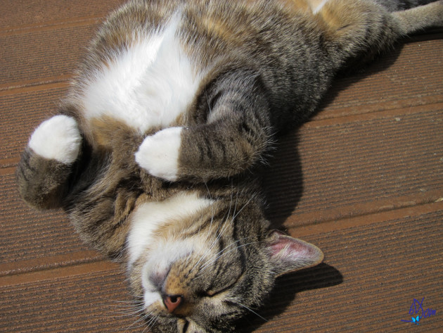 Comment éviter de stresser nos chats - et d'être stressés par eux en retour ? (Ph. bDom via Flickr CC BY 2.0)
