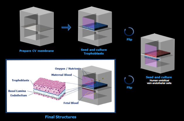 Pour fabriquer la puce de placenta, une couche de cellules maternelles (des trophoblastes, en bleu) est adossée à une couche de cellules fœtales (cellules épithéliales, en rose), formant une interface entre le sang de l'un et de l'autre. - Ph. © NIH