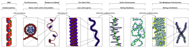 Les différentes étapes du repliement de l'ADN dans le noyau (Ph. Richard Wheeler via Wikicommons CC BY-SA 3.0)
