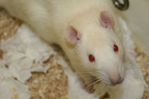 Il est possible d'induire certains symptômes de la dépression chez le rat, en laboratoire. — Ph. Jean-Etienne Minh-Duy Poirrier via Wikimedia Commons / CC BY SA 2.0