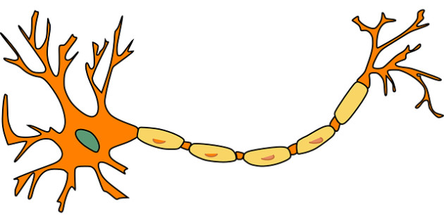 Schéma d'un neurone, avec la myéline en jaune et le noyau en vert. - Ph. Pixabay / CC0