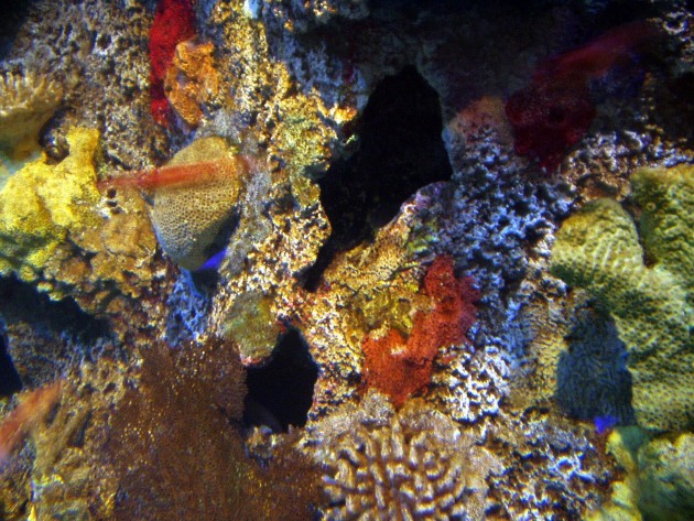 Les couleurs du corail (Crédit : William Rafti of the William Rafti Institute).