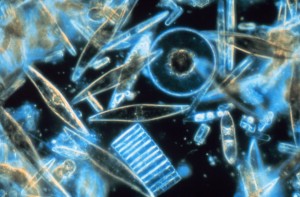 Des diatomées vues au microscope. Leur squelette forme une vase contenant du carbone pris à l'atmosphère (domaine public)