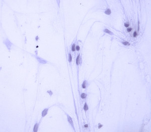 Des spermatozoïdes de rat développés in vitro. - Ph. © Kallistem/CNRS / Marie-Hélène PERRARD