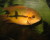 Le cichlidé émeraude est la une espèce de poisson dont la reproduction est basée sur l'inceste (Ph. Christie via Flickr CC BY 2.0).
