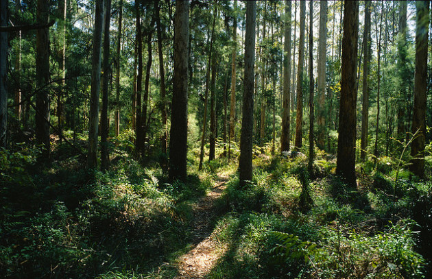 Combien d'arbres dans cette forêt australienne ? / Ph. Kevin Utting / CC BY 2.0 / Flickr