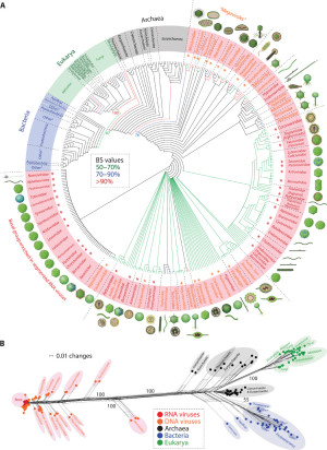 Représentation des relations entre virus et cellules dans l'arbre de l'évolution (Nasir and Caetano-Anollés Sci. Adv. 2015).