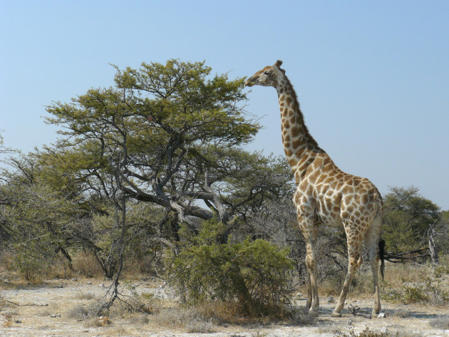 Des chercheurs ont retracé l'histoire de l'allongement du cou de la girafe (Ph. Frank Vassen via Flickr CC BY 2.0).