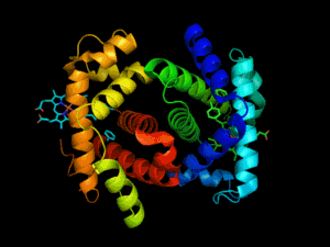 Exemple de protéine repliée (ici, de l'hémoglobine). Ph. Gabby8228 (GFDL).
