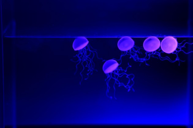 Des structures molles miniaturisées comme ces méduses ont été obtenues par impression 3D - Ph. T. Bhattacharjee, K. Schulze, W.G. Sawyer,  T.E. Angelini, université de Floride 