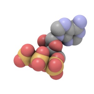 Molécule d'ATP avec ses deux parties (qui sont séparées par l'action des enzymes ATPase (Ph. ALoopingIcon via Wikicommons CC BY 2.5).