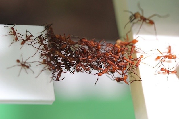 Pour combler les vides qui se présentent sur leur parcours, les fourmis légionnaires utilisent leurs corps pour former des ponts - Ph. Chris Reid - Irg