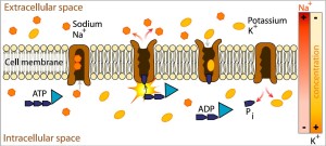 Membrane cellulaire. Illustration de la manière dont l'ATP fournit de l'énergie aux "pompes à ions" de la membrane pour filtrer certaines molécules chargées (ions).