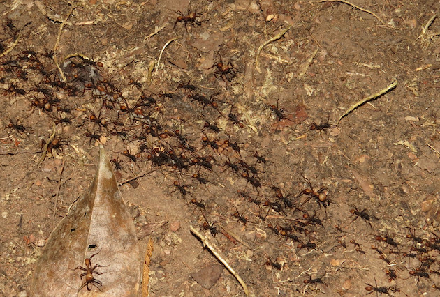 Une colonne de fourmis légionnaires du genre Eciton avance à pas de marche sur le sol de la forêt - Ph. Katzbird / Flickr / CC BY 2.0
