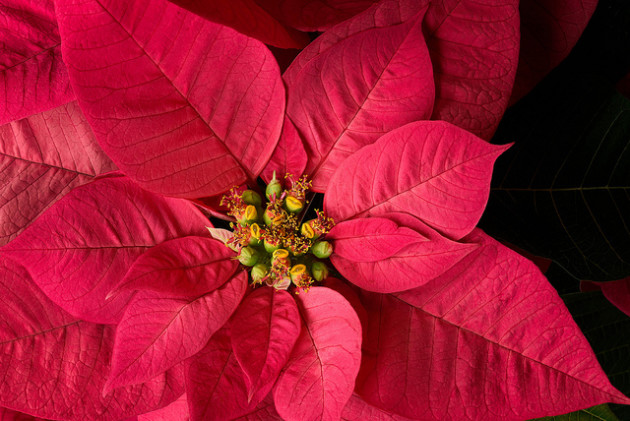 A l'instar de la poinsettia, la floraison de certaines plantes a lieu l'hiver - Ph. Joe DeSousa / Flickr / Domaine public.