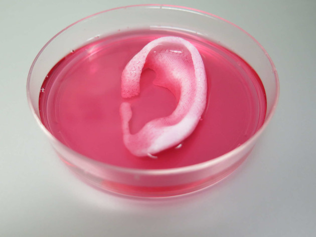 Cartilage d'oreille humaine conçue par impression 3D (Crédit : Université de Wake Forest)