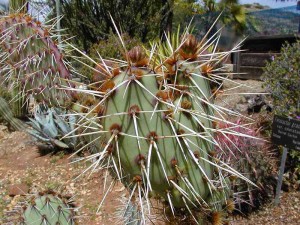 Les piques des cactus leur permettent de se défendre mais aussi de capter et diriger l'eau vers la plante (Domaine public).