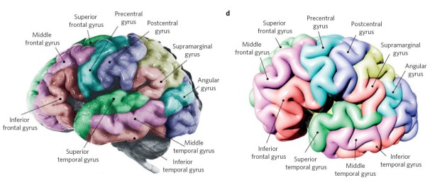 Comparaison entre le cerveau d'un fœtus de 29 à 34 semaines et la forme obtenue dans la simulation des chercheurs (L. Mahadevan et al. Nature Physics)