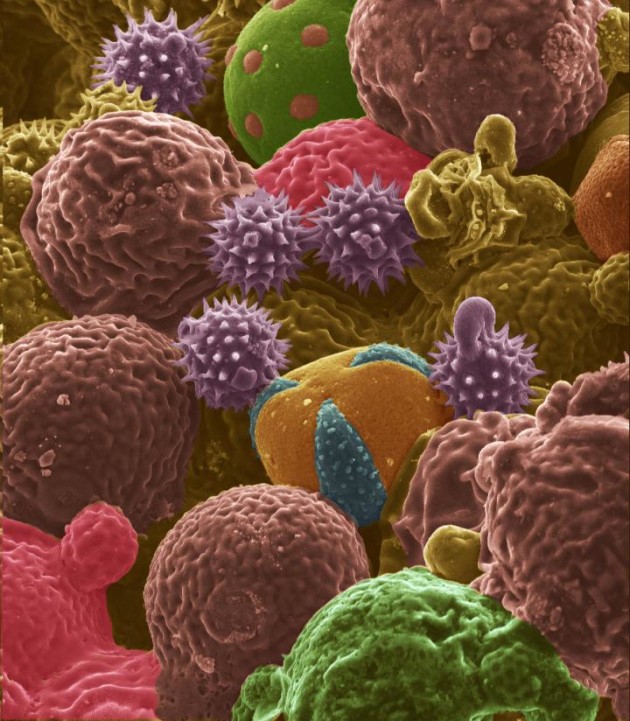 Des grains de pollen (ici en fausses couleurs) pourraient remplacer le graphite des batteries Lithium-ion (Crédit : Purdue University/Jialiang-Tang).
