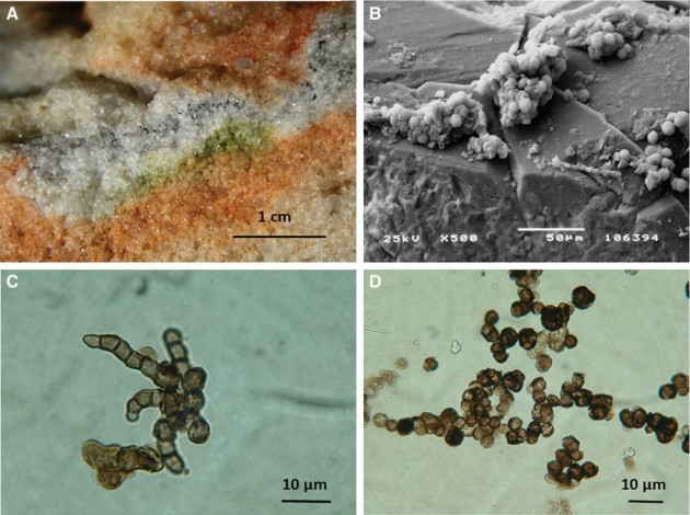 Les deux types de champignons des roches antarctiques (haut à gche), Cryomyces antarcticus (bas à gche) et Cryomices minteri (bas à dte), qui ont survécu pendant 18 mois à des conditions "martiennes" (Silvano Onofri et al., ASTROBIOLOGY Vol. 15, n° 12, 2015)