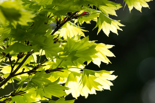 C'est la chlorophylle qui confère aux jeunes feuilles leur couleur verte. - Ph. Infomasterna / Flickr / CC BY SA 2.0 