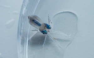Les chercheurs craignent fort que les organismes marins n'ingèrent très facilement les nanoparticules de plastique. Ici, un très jeune céphalopode de l'Atlantique nord. – Ph. Vinci Sato