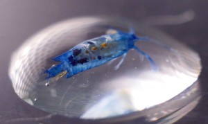 ...Ou ce jeune copépode (crustacé) observé également en Atlantique Nord. – Ph. Vinci Sato