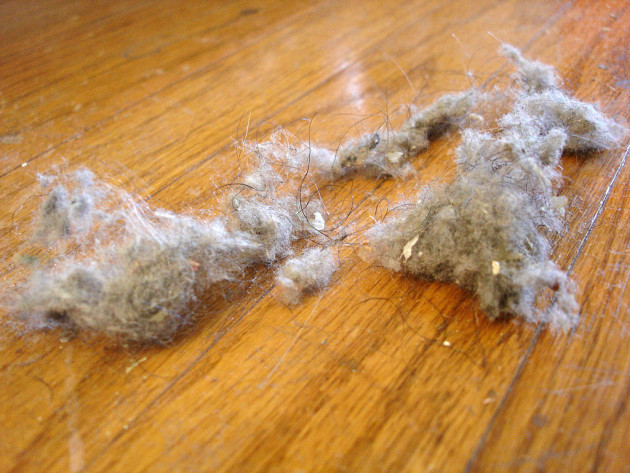 Fibres, poils, débris... La poussière est un mélange de déchets flottant dans l'air qu'il n'est pas bon de respirer. - Ph. Stromcarlson / Wikimedia Commons / domaine public.
