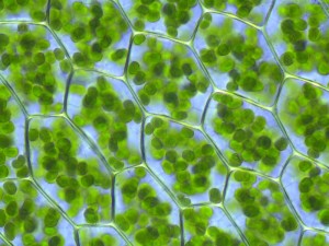 Chloroplastes d'un végéta&l contenant la chlorophylle qui capte les photons solaires (Kristian Peters via Wikicommons CC BY-SA 3.0).