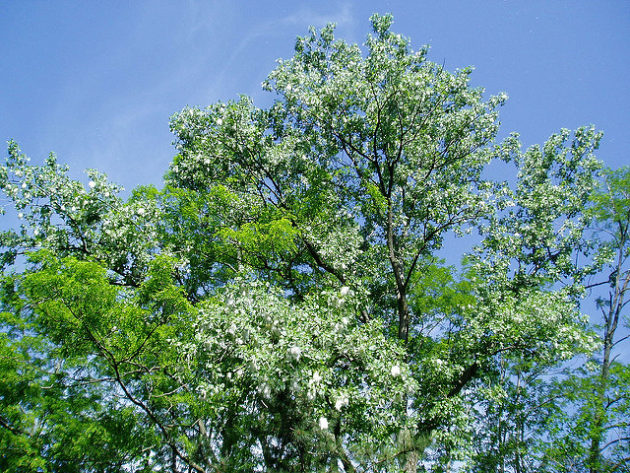 Les fleurs de certains arbres émettent du pollen allergisant pour certaines personnes. - Ph. Joel Kramer / Flickr / CC BY 2.0