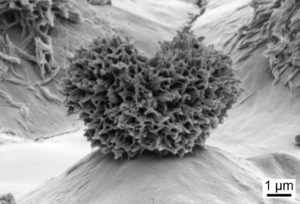Nanoparticule en silice en forme de "Y" qui adhère à la paroi interne du flacon (à l'aide d'un solvant) et empèche le produit de toucher le plastique (Ph. Philipp Brown, The Ohio State University).