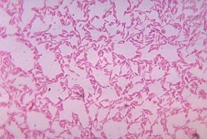 Exemples d'espèces bactériennes faisant partie du microbiote intestinal : Bacterioides biacutis - CDC Public Health Image Library / Wikimedia Commons / domaine public