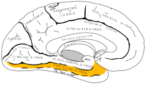Gyrus fusiforme dans le cerveau humain (DP)