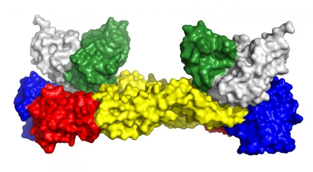 Le complexe formé par deux anticorps (en vert et blanc) avec la protéine de surface du virus Zika - Crédit : Institut Pasteur ©