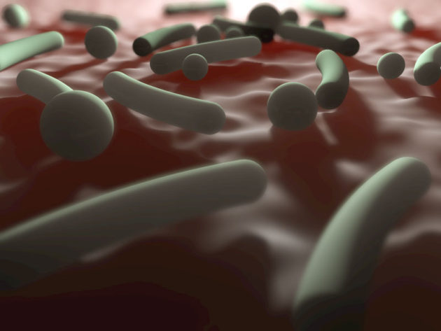 Le microbiote intestinal, la communauté bactérienne peuplant notre ventre, joue un role clé dans la régulation du métabolisme et des défenses immunitaires. - Crédit: V. Altounian / Science Translational Medicine (2016)